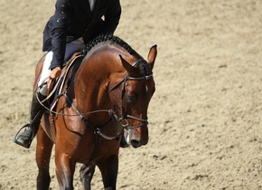 Peste 170 de cai înscrişi la Salonul Calului 2012