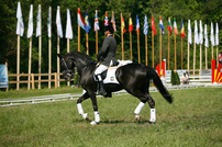 Transylvania Horse Show – concurs hipic lângă Sighişoara