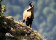 Capra neagră, o specie pe marginea prăpastiei - Promo Romania Din Interior