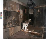 Adrian Ghenie: „DADA IS DEAD”