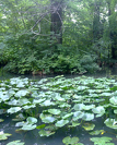 Uitați de aglomerația orașului, la Grădina Botanică din București