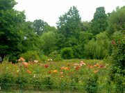 Uitați de aglomerația orașului, la Grădina Botanică din București